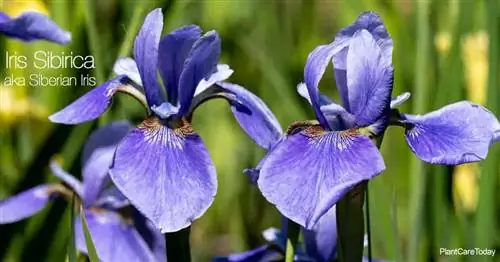 цветки ириса сибирского (Iris Sibirica)