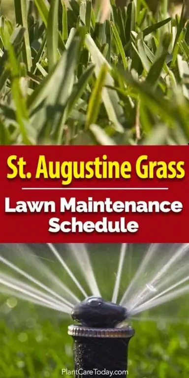 St Augustine Grass Maintenance - спринклер для орошения