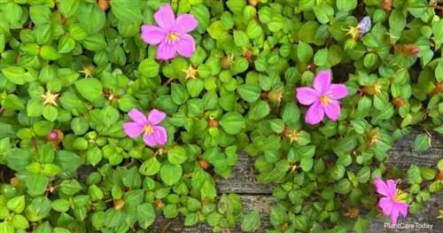 Heterocentron elegans - Испанская шаль (Trailing Dwarf Tibouchina)