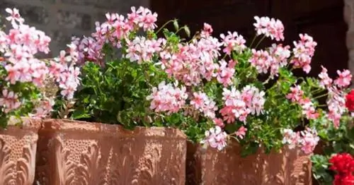 Цветущая плющелистная герань (Pelargonium Peltatum)