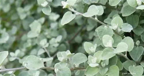 Helichrysum petiolatum или растение солодки