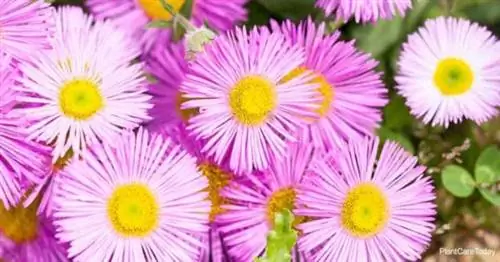 Красочные цветы маргаритки Санта-Барбары (Erigeron Karvinskianus).