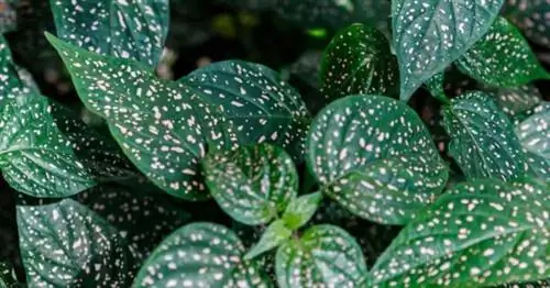 Растение в горошек (Hypoestes Phyllostachya)