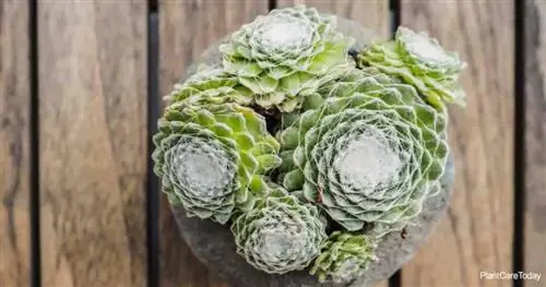 Паутина Houseleek Secondary Kw: Sempervivum Arachnoideum