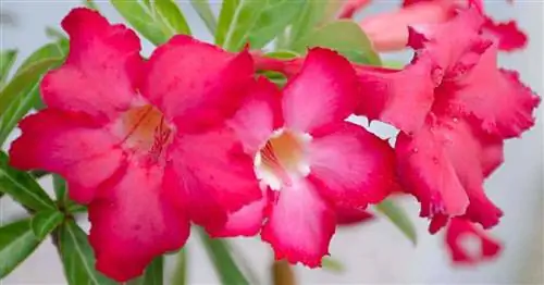 яркие цветки пустынной розы - Adenium obesum.