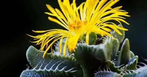 Суккулент Tiger's Jaw Faucaria демонстрирует свой желтый цветок