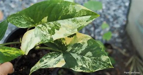 Сингониум Variegata Руководство по уходу