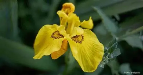 Цветущий желтый флаговый ирис