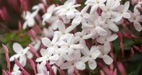 сладкие ароматные цветы жасмина