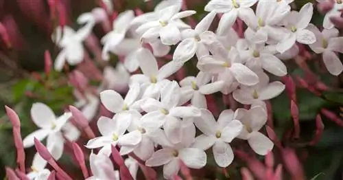 Как выращивать жасмин и ухаживать за ним