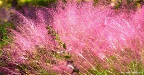 Потрясающая розовая трава Мухли (Muhlenbergia Capillaris)