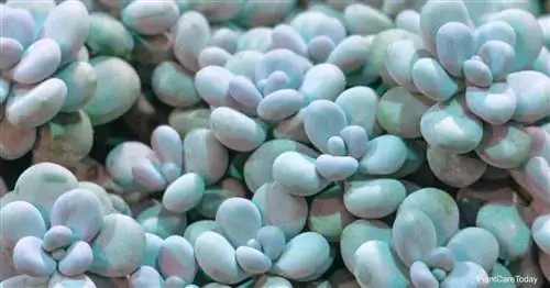 Интересно выращивать Pachyphytum Oviferum