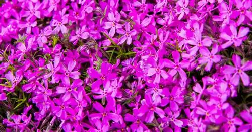 Цветущий флокс стелющийся (Phlox Subulata)