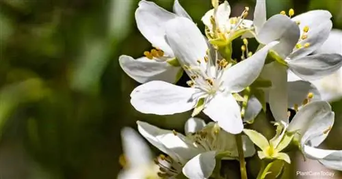 Цветущий чубушник (Philadelphus lewisii)