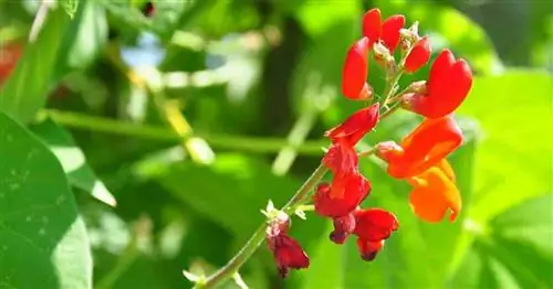 Фасоль алая побеговая: советы по выращиванию Phaseolus Coccineus