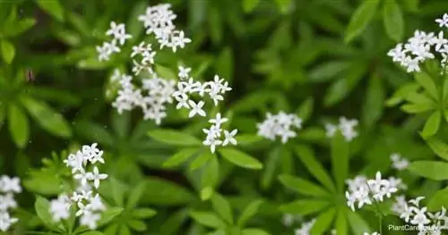 Белые цветки Galium odoratum.