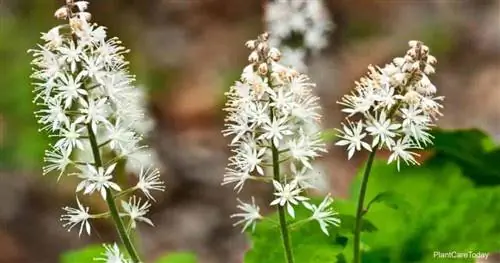 Белые цветы Tiarella Cordifolia - Foamflower.