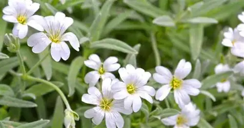 Цветение растущего снега на летнем растении (Cerastium Tomentosum)