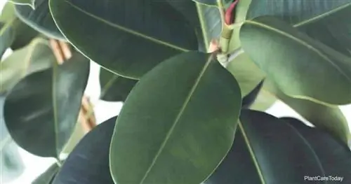 Зеленые кожистые листья Ficus Elastica.