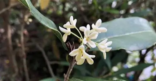 Osmanthus Fragrans Руководство по выращиванию и уходу