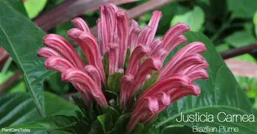 Justicia Carnea Care: Как вырастить бразильское перо