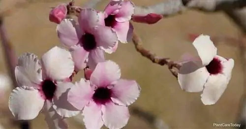 Adenium boehmianum, автор © Hans Hillewaert - Викимедиа