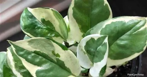 NJoy Pothos Care: Как вырастить растения Pothos N-Joy