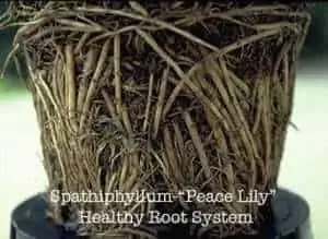 Peace_lily_heathly_root