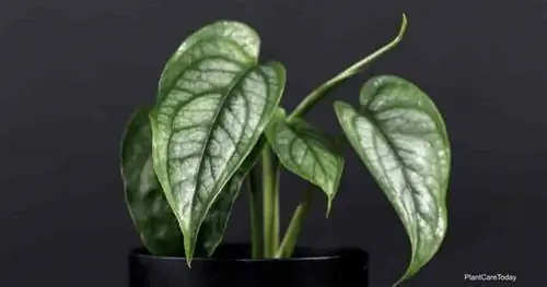 Monstera siltepecana – Монстера серебристая.