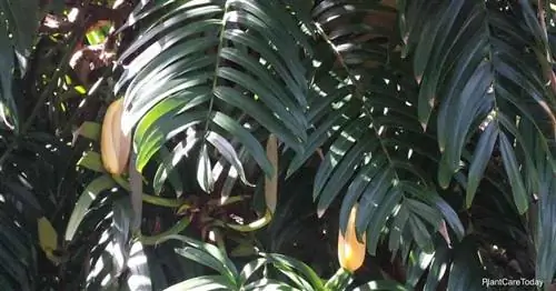 Уход за Rhaphidophora Decursiva: выращивание «Monstera» Decursiva