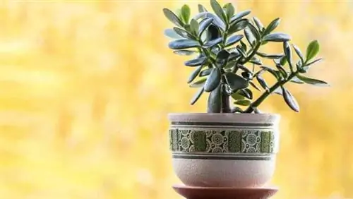 Jade Plant - декоративное кашпо.