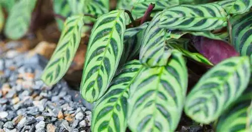 Выращивание Ctenanthe Burle-Marxii: Как ухаживать за растениями Calathea Fishbone