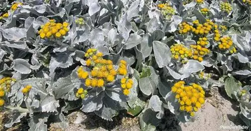 Выращивание растения Senecio Angel Wings: уход за Senecio Candicans