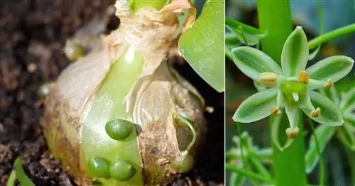 Уход за беременным луком: выращивание уникального Ornithogalum Caudatum