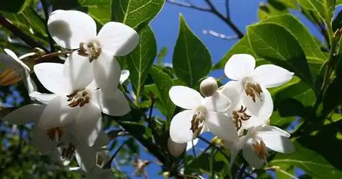 Ароматные цветы снежноягодника японского - Styrax Japonicus.