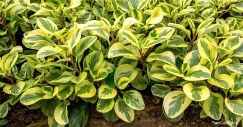 Клумба пеперомии туполистной Variegata