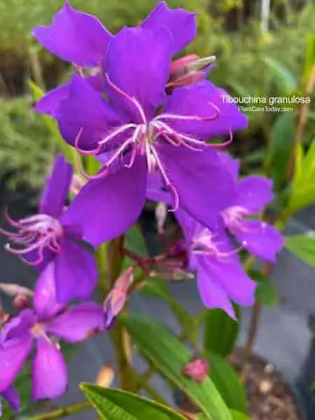 Цветки Tibouchina granulosa (цветущие деревья Фрейнда)