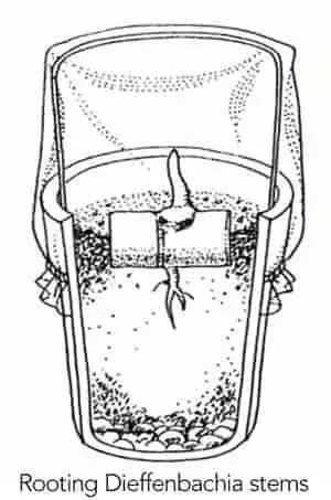 изображение укореняющегося стебля диффенбахии