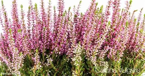 цветки Calluna Vulgaris (также известного как вереск)