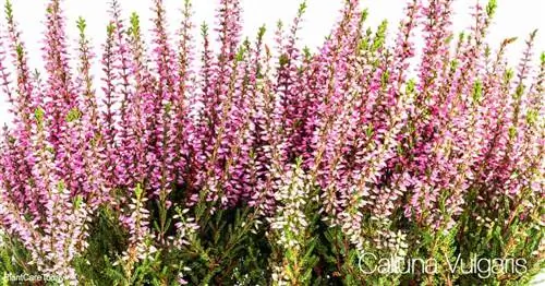 Уход за Calluna Vulgaris: все о выращивании вереска обыкновенного