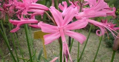 Розовая цветущая лилия Nerine Bowdenii