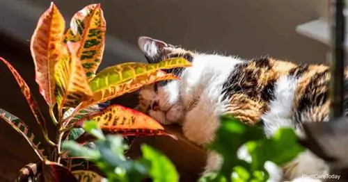 Токсичен ли кротон для кошек? Ядовиты ли растения кротона?