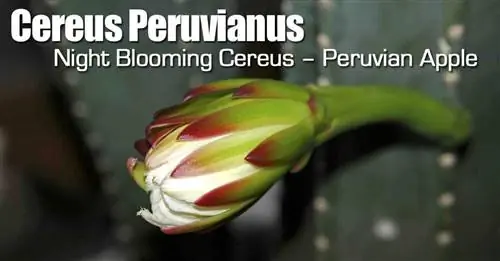 Уход за перуанским яблочным кактусом: учимся выращивать Cereus Peruvianus