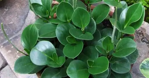 Зеленая листва каучукового растения (Peperomia Obtusifolia)