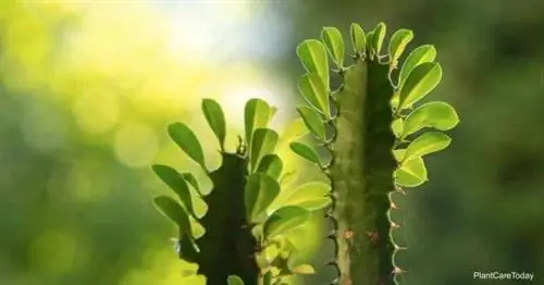 листья вблизи кактуса молочай соборный (Euphorbia trigona)