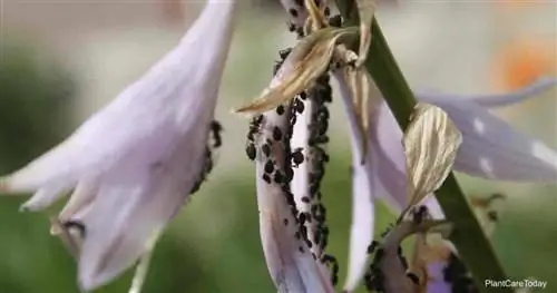 Aphis fabae (скопления тли черной фасоли)