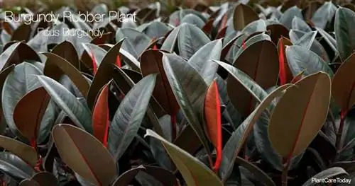 Группа бургундских каучуковых растений, также известных как Ficus Elastica Burgundy, растет в теплице