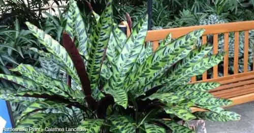 Горшечное растение гремучей змеи (Calathea lancifolia) Отель Gaylord Palms Орландо, Флорида