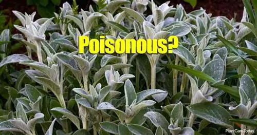 шерстистые листья растения ягнячьи уши (Stachys byzantina)