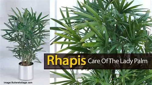 rhapis excelsa - женская пальма в горшке и вблизи.